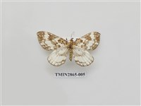 藏品(尺蛾591)的圖片